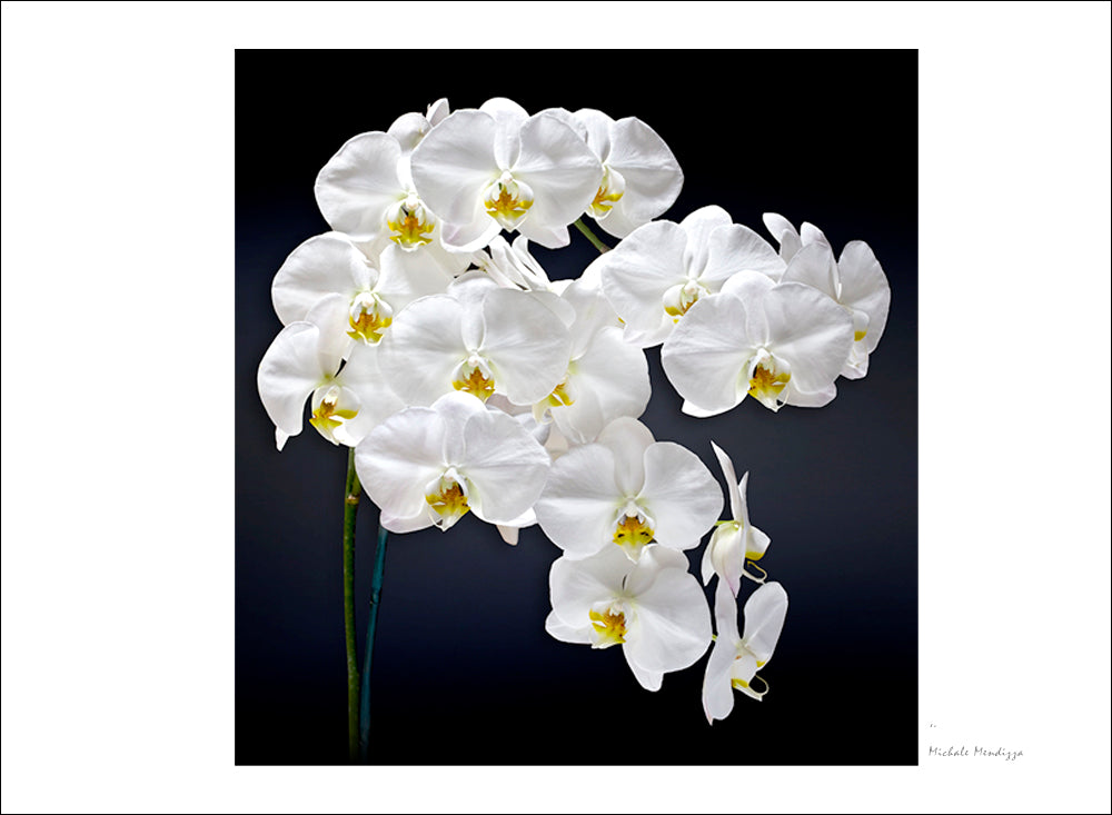 Fine Art - Botanical - Cascade - Limited Edition – ZFolio