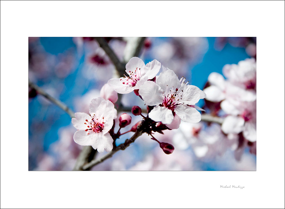 Fine Art - Botanical - Abundance - Limited Edition – ZFolio