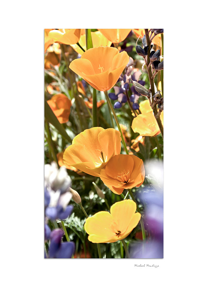 Fine Art - Botanical - Mountainside - Limited Edition – ZFolio