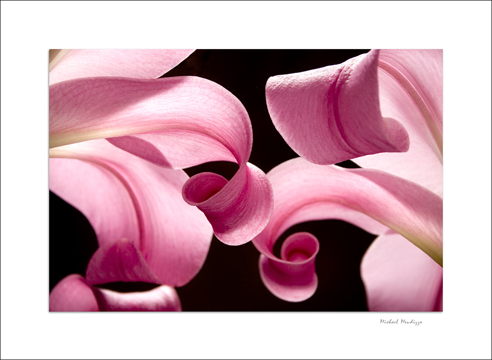Fine Art - Botanical - Uniting 1 - Limited Edition – ZFolio