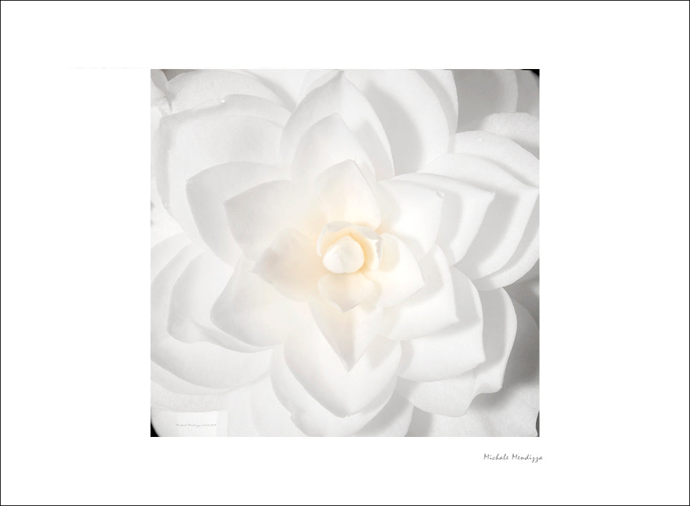 Fine Art - Botanical - Mandala - Limited Edition – ZFolio