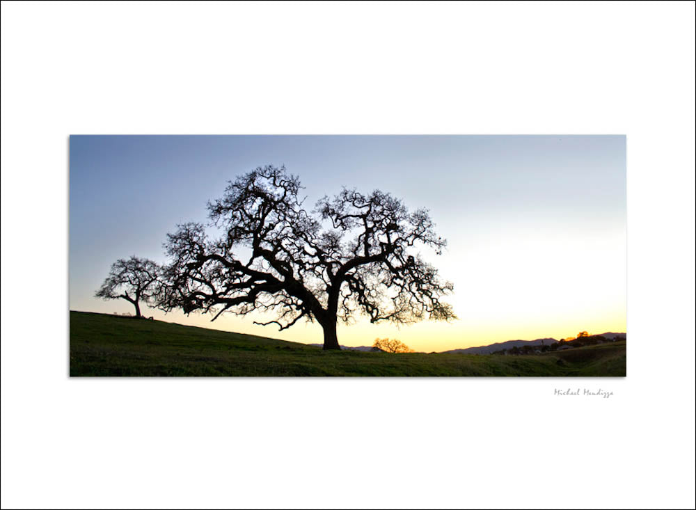 Fine Art - Botanical - Solitude - Limited Edition – ZFolio
