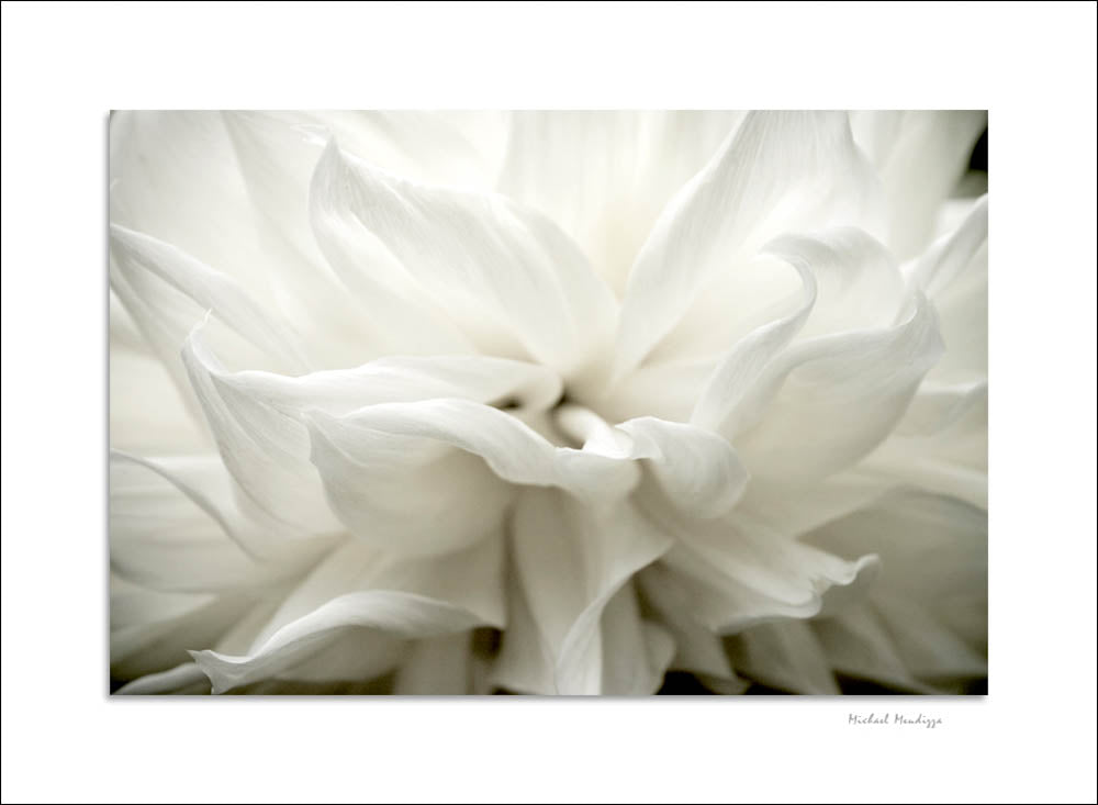 Fine Art - Botanical - Tempest - Limited Edition – ZFolio
