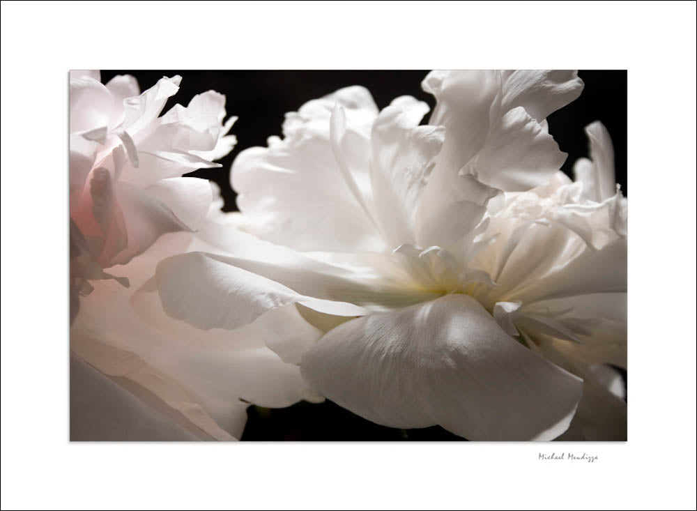 Fine Art - Botanical - Temptation - Limited Edition – ZFolio