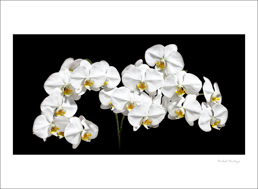 Fine Art - Botanical - White Night - Limited Edition – ZFolio