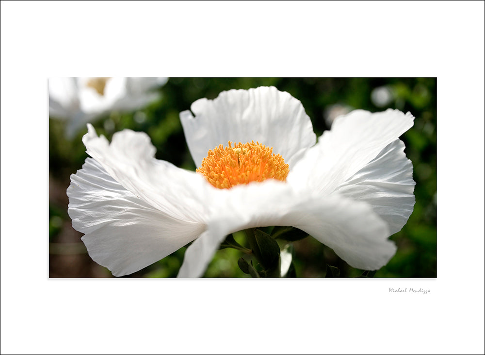 Fine Art - Botanical - Spirit Dancing - Limited Edition – ZFolio