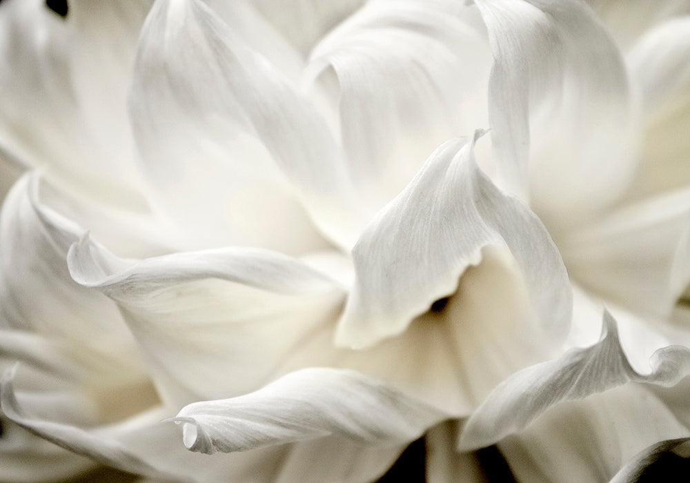 Fine Art - Botanical - Whispering - Limited Edition – ZFolio