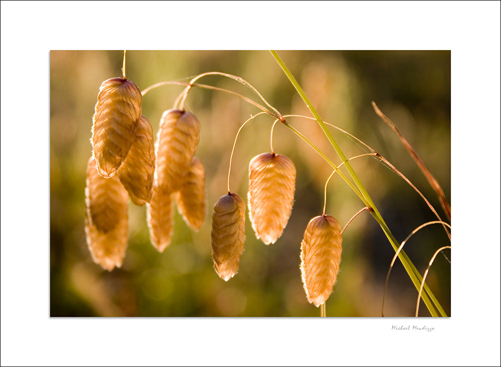 Fine Art - Botanical - Big Sur - Limited Edition – ZFolio