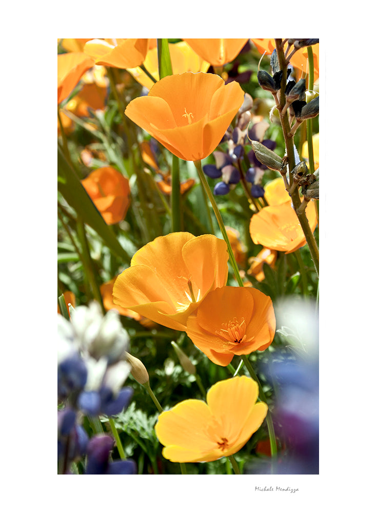 Fine Art - Botanical - Mountainside - Limited Edition – ZFolio