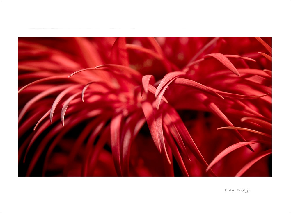 Fine Art - Botanical - Fireworks 1 - Limited Edition – ZFolio