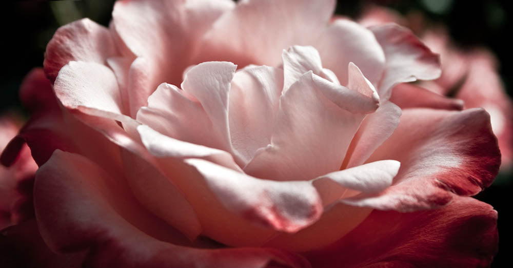 Fine Art - Botanical - Serenade - Limited Edition – ZFolio