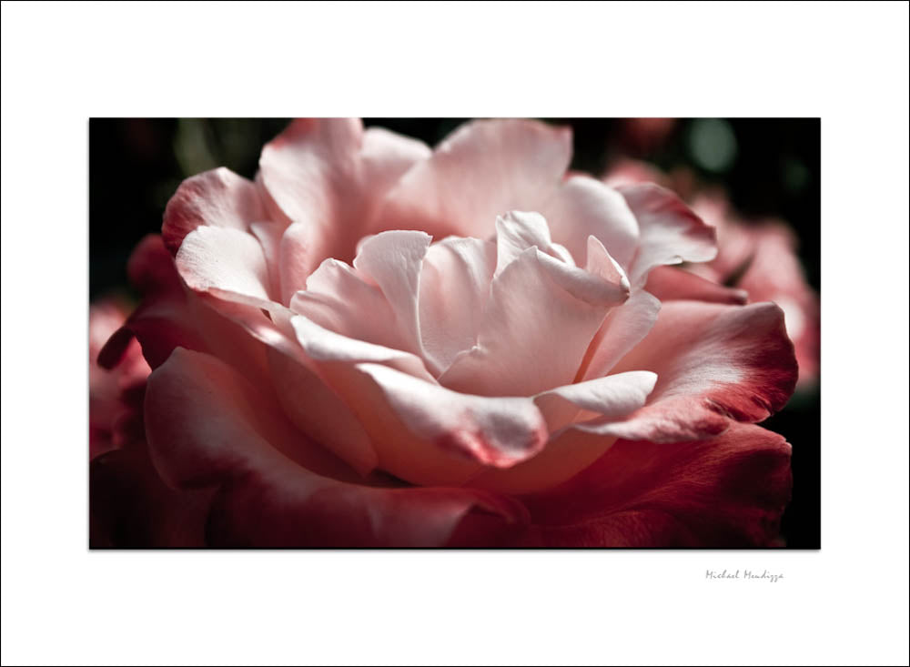 Fine Art - Botanical - Serenade - Limited Edition – ZFolio