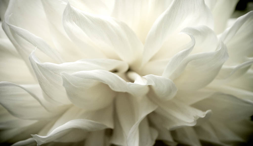 Fine Art - Botanical - Tempest - Limited Edition – ZFolio