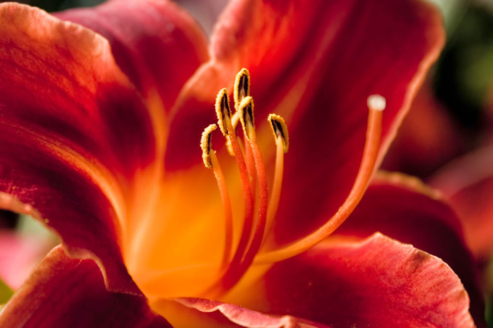 Fine Art - Botanical - Inviting - Limited Edition – ZFolio