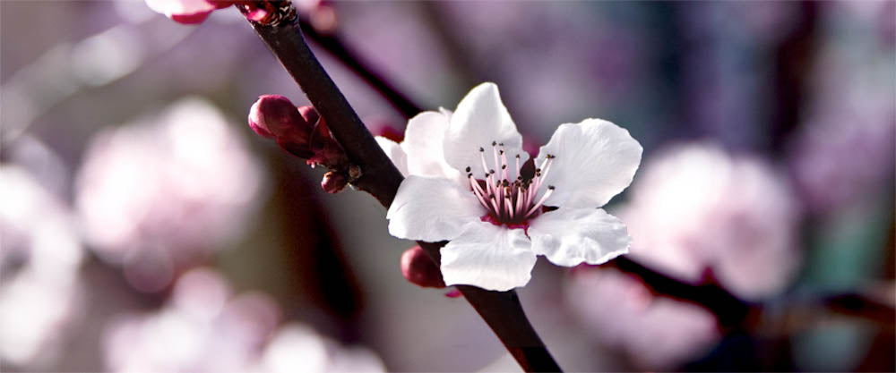 Fine Art - Botanical - Haiku - Limited Edition – ZFolio