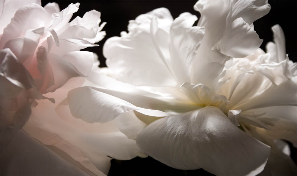 Fine Art - Botanical - Temptation - Limited Edition – ZFolio