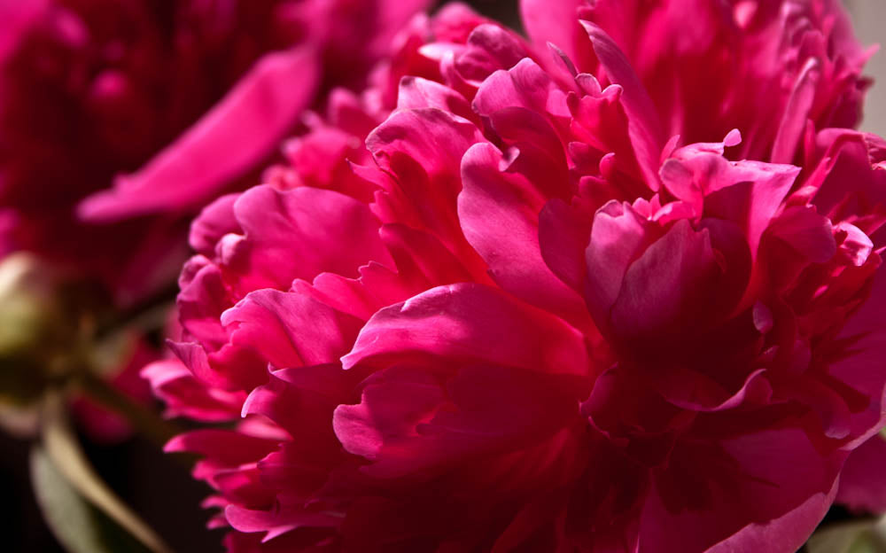 Fine Art - Botanical - Bursting - Limited Edition – ZFolio