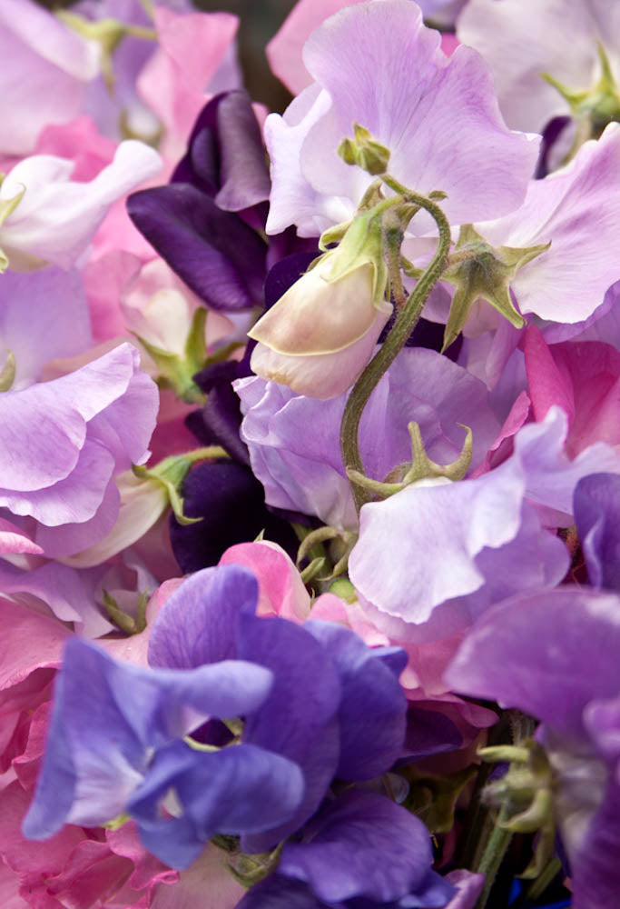 Fine Art - Botanical - Sweet Pea - Limited Edition – ZFolio