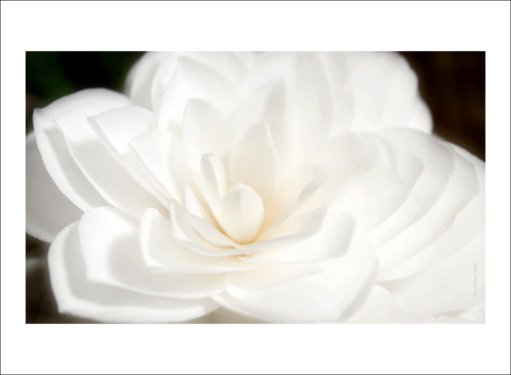 Fine Art - Botanical - Awake - Limited Edition – ZFolio