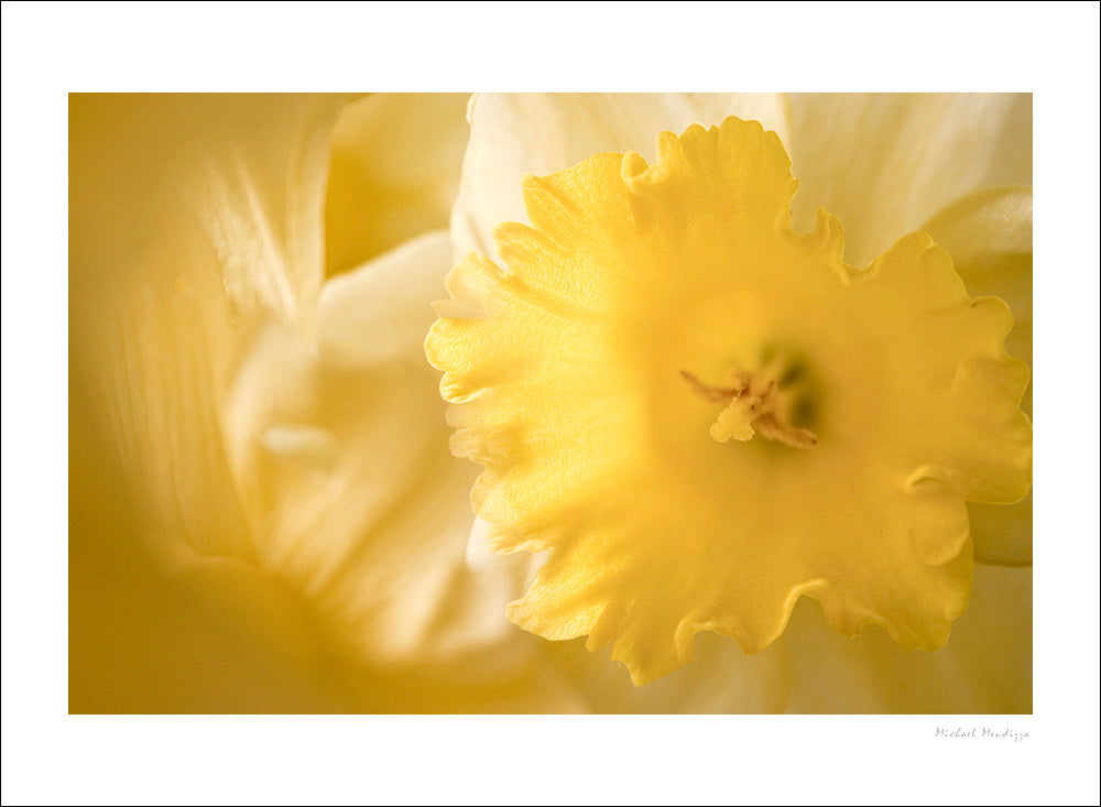 Fine Art - Botanical - Dawn - Limited Edition – ZFolio