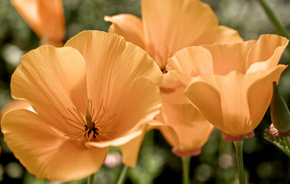 Fine Art - Botanical - Joy - Limited Edition – ZFolio