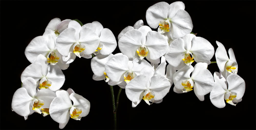 Fine Art - Botanical - White Night - Limited Edition – ZFolio