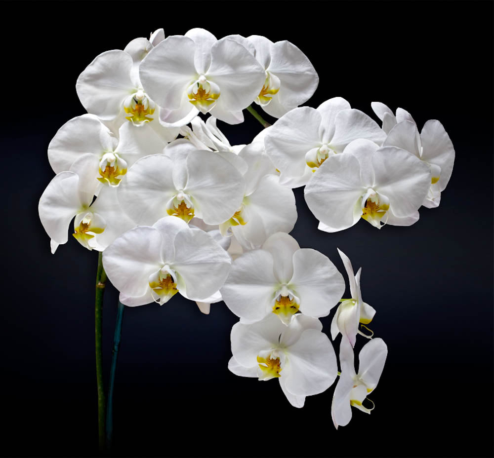 Fine Art - Botanical - Cascade - Limited Edition – ZFolio