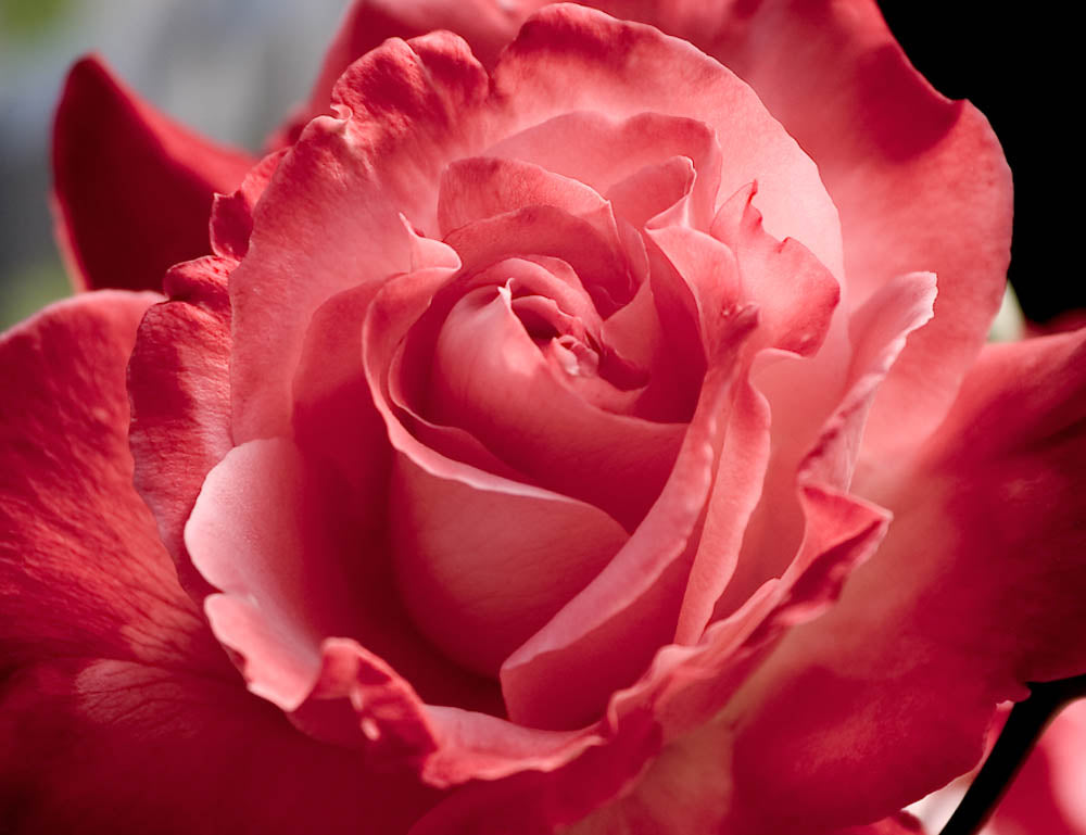 Fine Art - Botanical - Blushing - Limited Edition – ZFolio