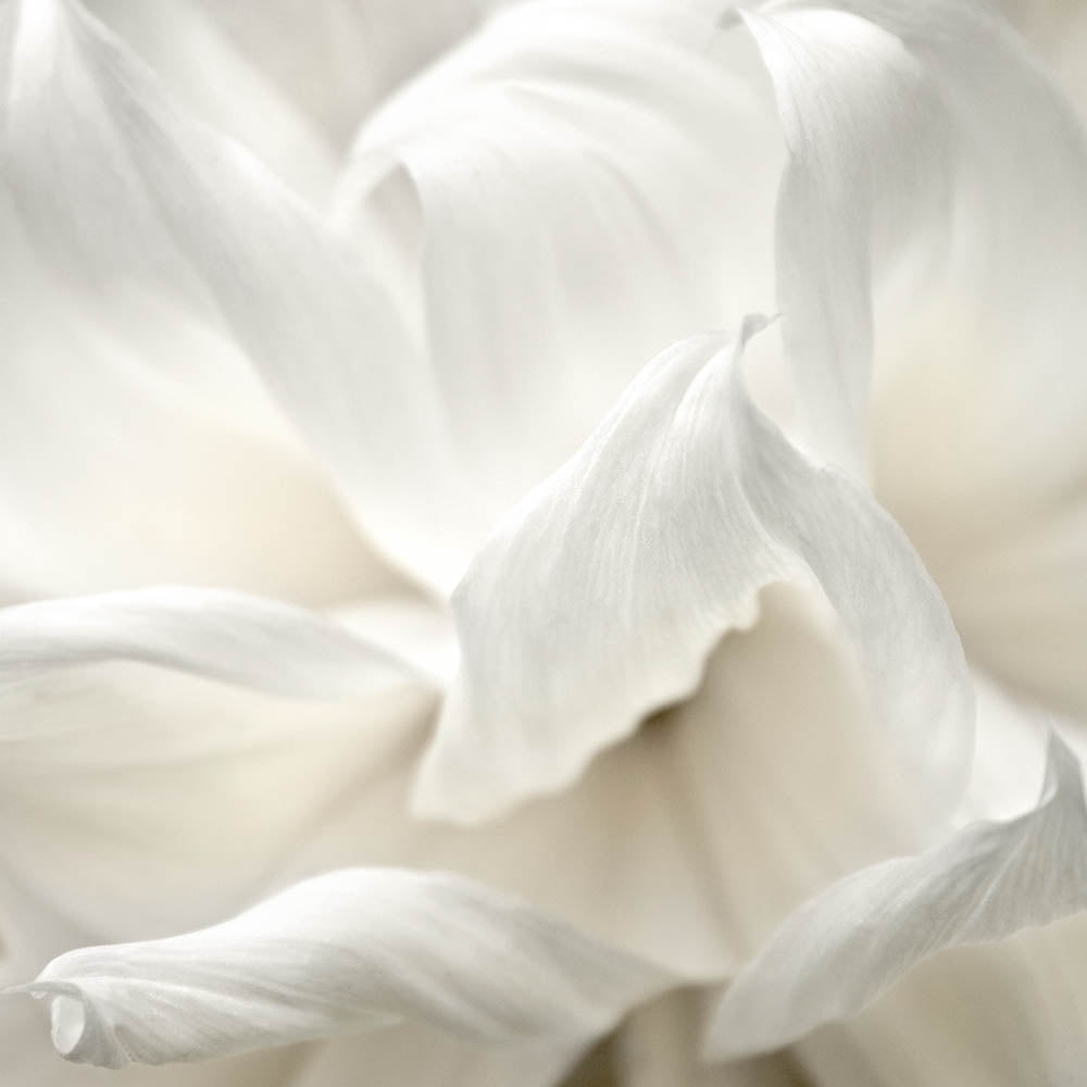 Fine Art - Botanical - Whispering Square - Limited Edition – ZFolio