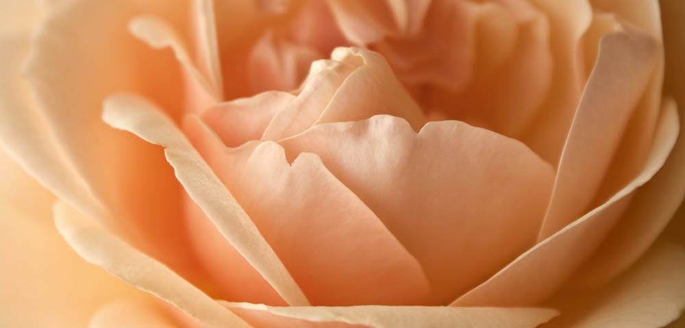 Fine Art - Botanical - Morning Light - Limited Edition – ZFolio
