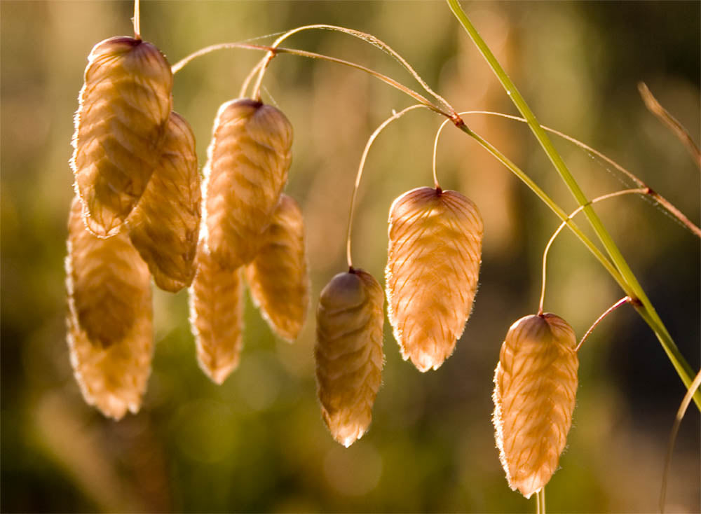Fine Art - Botanical - Big Sur - Limited Edition – ZFolio
