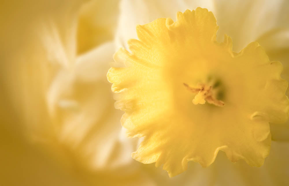 Fine Art - Botanical - Dawn - Limited Edition – ZFolio