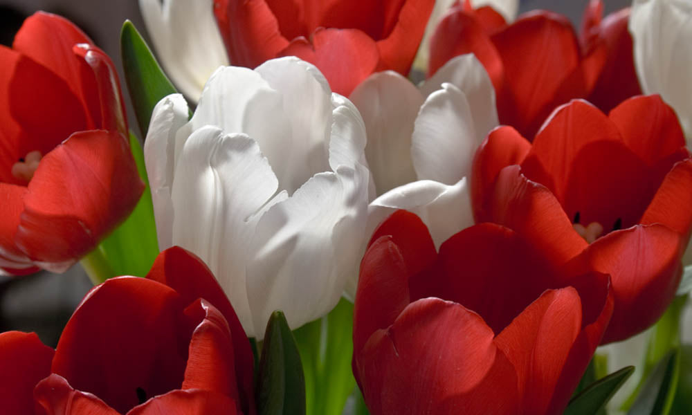 Fine Art - Botanical - Valentine - Limited Edition – ZFolio