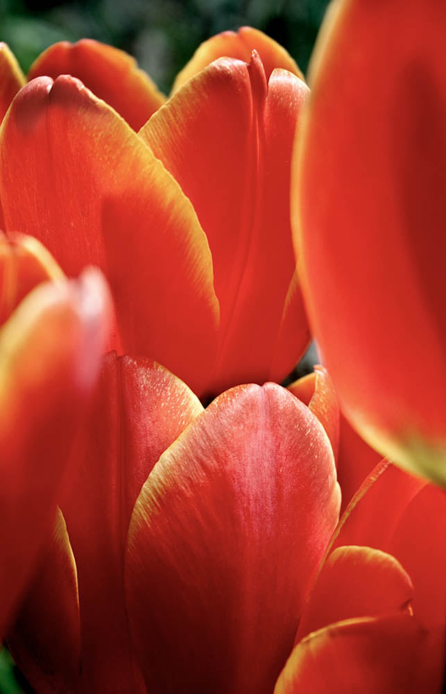 Fine Art - Botanical - Journey - Limited Edition – ZFolio