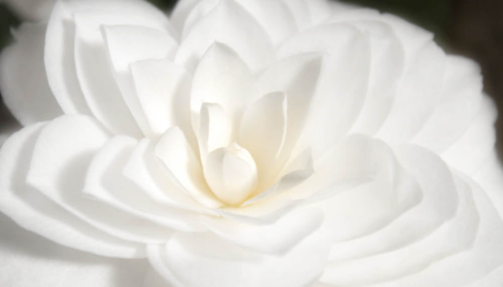 Fine Art - Botanical - Awake - Limited Edition – ZFolio