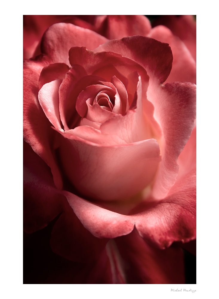Fine Art - Botanical - Romancing - Limited Edition – ZFolio