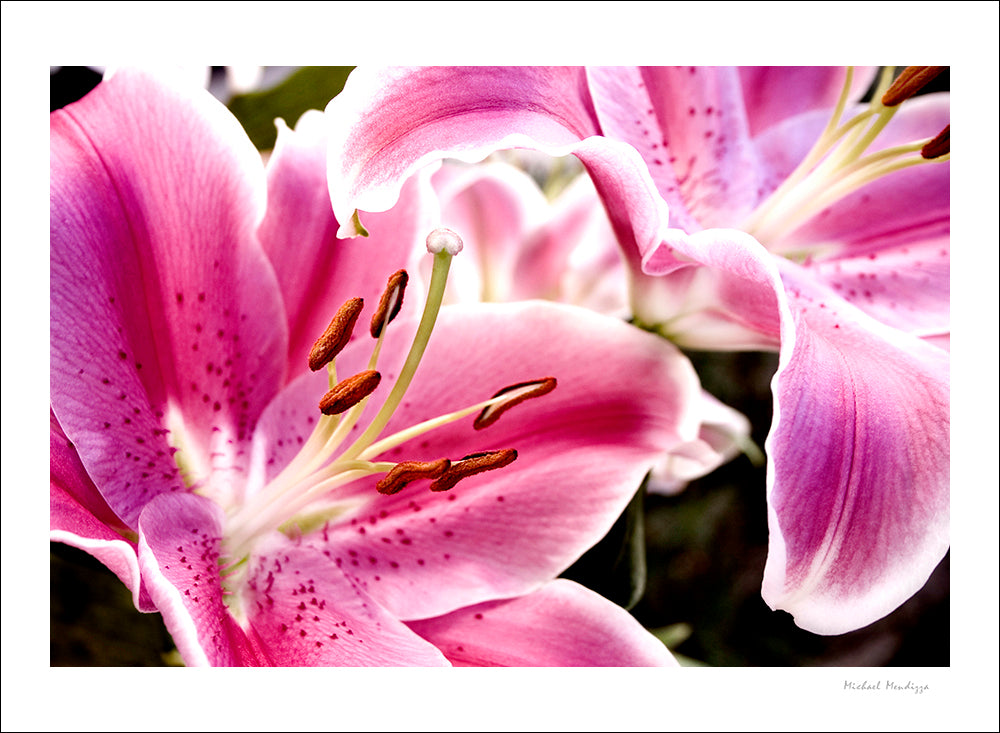 Fine Art - Botanical - Stargazer - Limited Edition – ZFolio