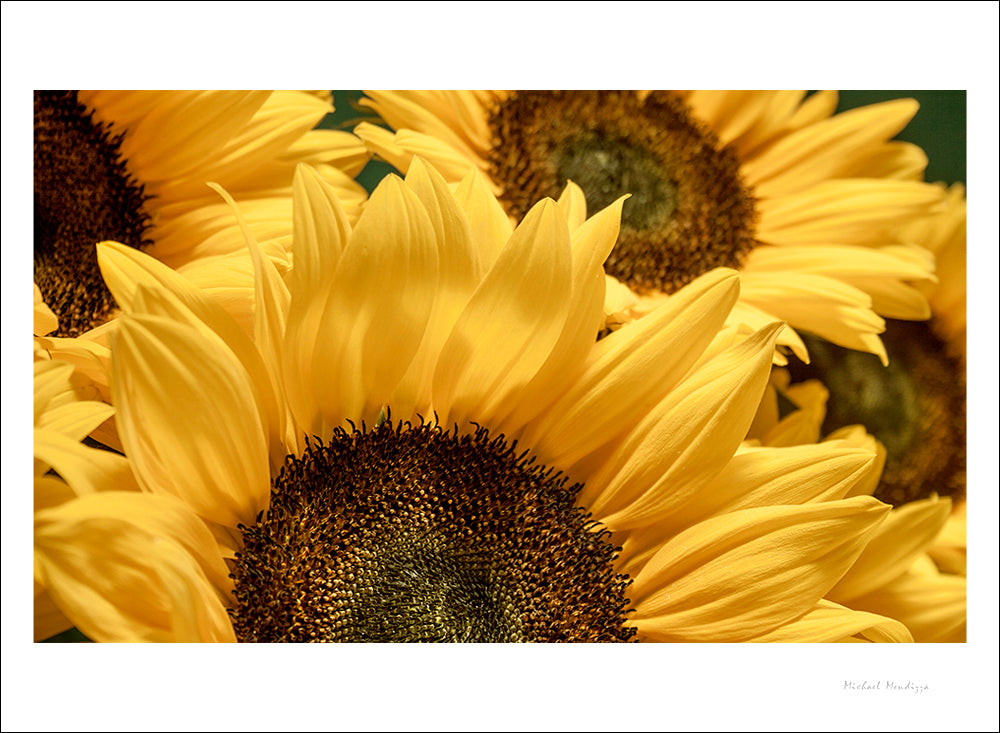 Fine Art - Botanical - Sunflower 2 - Limited Edition – ZFolio