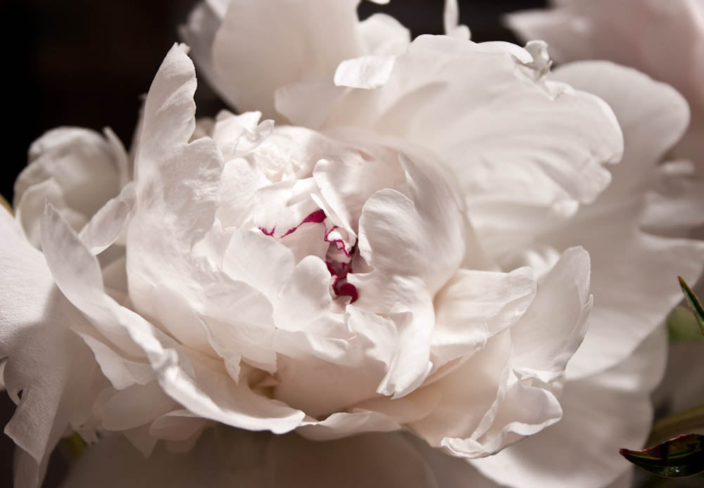 Fine Art - Botanical - Conception - Limited Edition – ZFolio