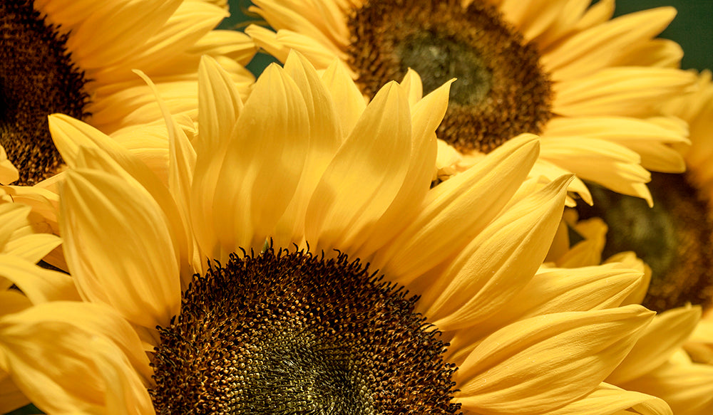 Fine Art - Botanical - Sunflower 2 - Limited Edition – ZFolio